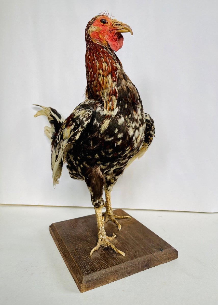 Taxidermy Of A Rooster-photo-1